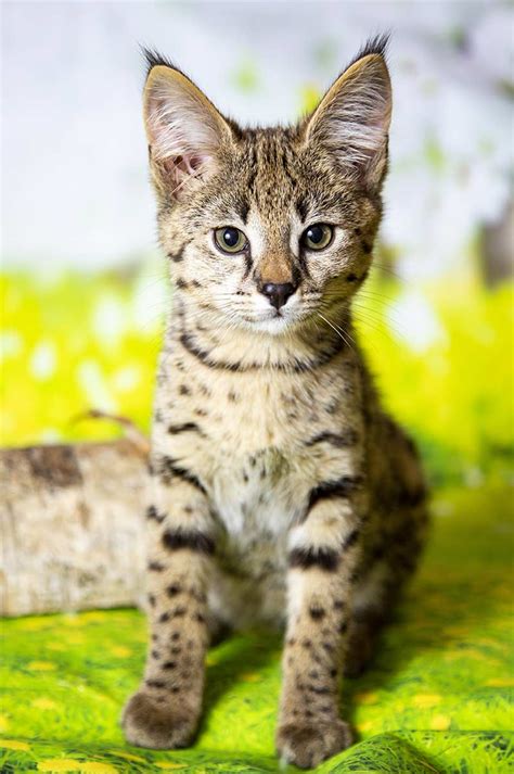 But ibuprofen for dogs is very different! Are Savannah Cats Good Pets? We Help You Decide