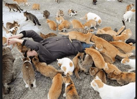 Tourists Flock To Japans Cat Island In Record Numbers Life With Cats