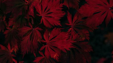 Leaves Red Black Dark Plant 4k Red Leaves Black Autumn Leaves