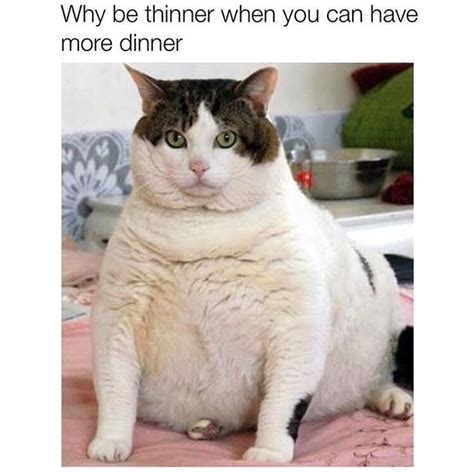 Me Is The New Sexy Meow Meme Guy