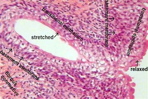 Transitional Epithelial Tissue Of The Urinary Bladder