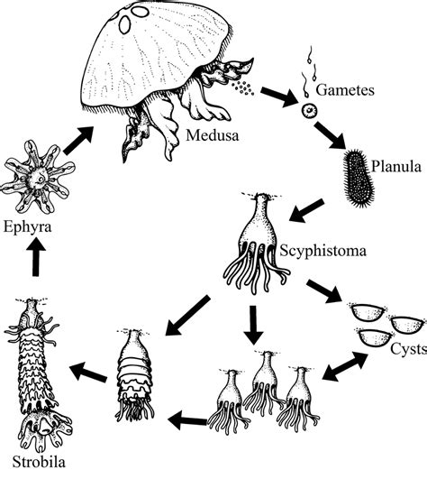 Jellyfish Polyps Jellyfish Scientific Drawing Jellyfish Species