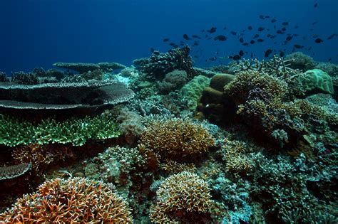 The Top 10 Most Beautiful Coral Reefs In The World