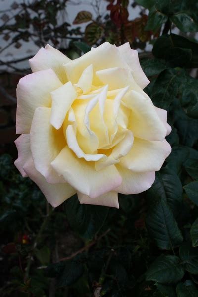 Large White Rose Bloom Photos In  Format Free And Easy Download