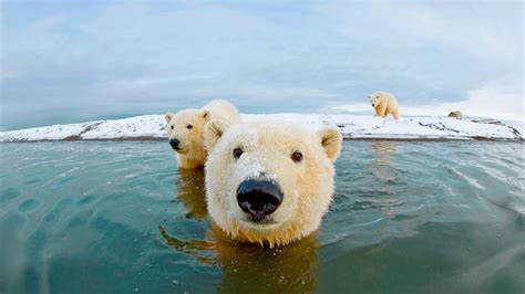 Interesting Photo Of The Day Curious Polar Bear Wants To Get A Little