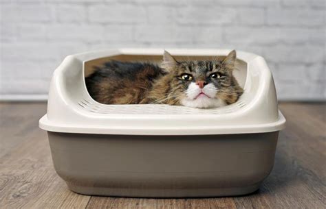 What To Do If A Cat Is Laying In Its Litter Box Lovetoknow Pets