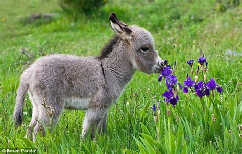 Sweet Images Of Animals Sniffing Spring Flowers Sweep The Web Cute