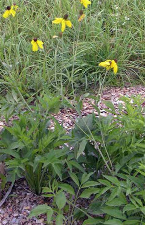 Pinnate Prairie Conefloweryellow Coneflower Native Plants And
