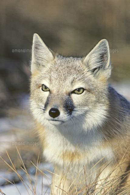 Adult Female Swift Fox Vulpes Velox Prairie Grasslands Southern