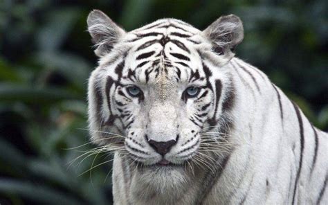 Tiger White Animals Carnivore Blue Eyes Hunter