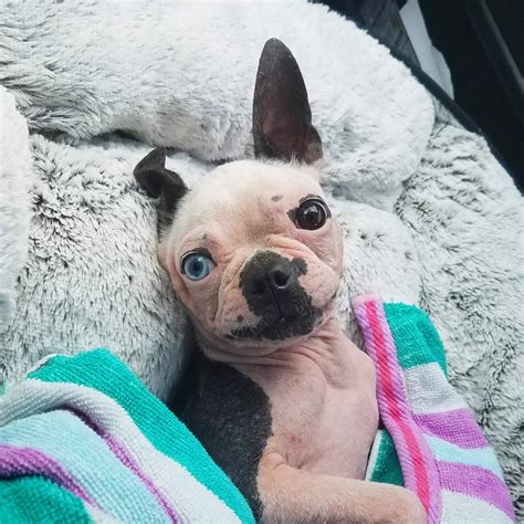 Chicago french bulldog rescue has not and will not fail them. The scabs-to-riches tale of Alton Brown's new rescue dog ...