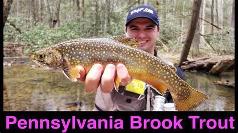 Pennsylvania Brook Trout Fishing Youtube