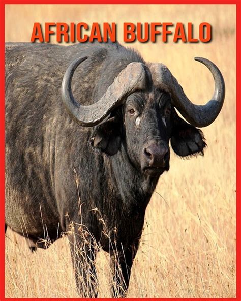 African Buffalo Amazing Facts About African Buffalo Paperback