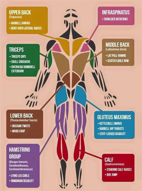 The muscles of the back can be divided in three main groups according to their anatomical position and function. Pin on Workouts & Supplements