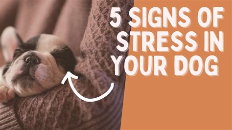 5 Signs Your Dog Is Stressed Should You Be Concerned Youtube