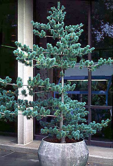 Beechwood Landscape Architecture And Construction Japanese White Pine