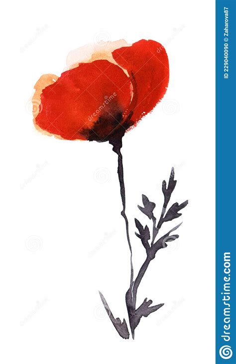 Hand Drawn Watercolor Illustration Bright Red Poppy Flower With