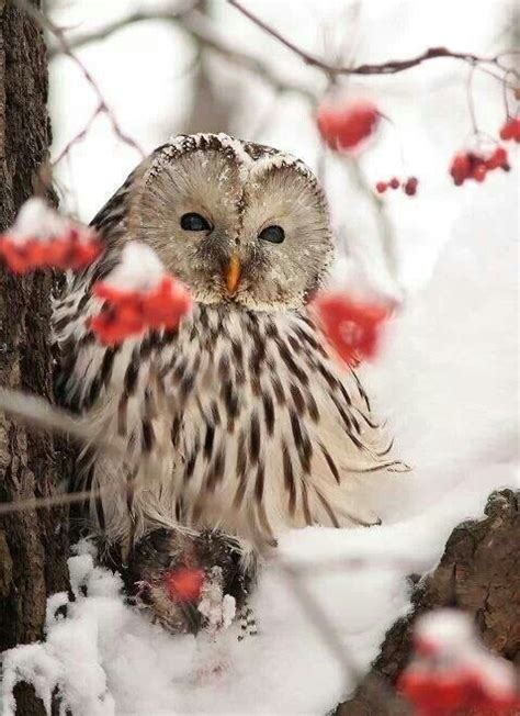 Snow Owl Beautiful Owl Animals Beautiful Lovely Beautiful Christmas