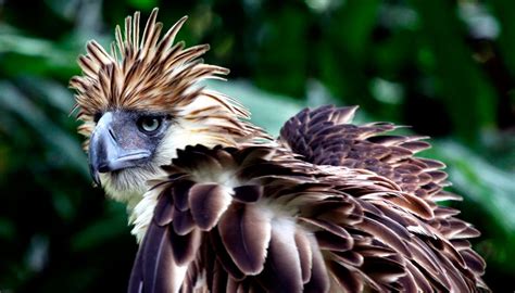 Fotos Del águila Monera Imágenes Y Fotos