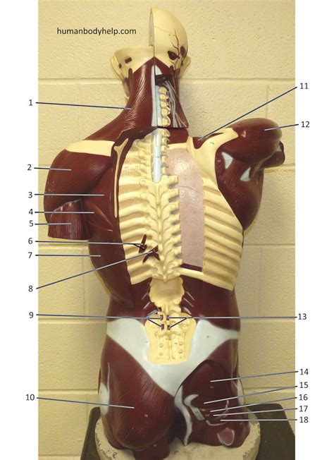 Upper Torso Anatomy Anatomically Correct Medical Model Of The Human