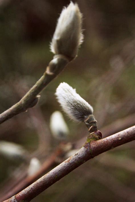 Pussy Willow By Vincesw On Deviantart