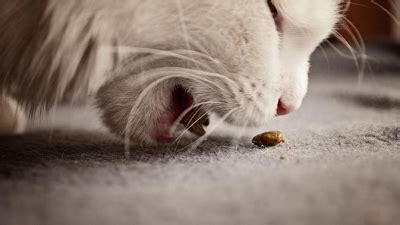 Persediaan obat kucing sakit ini bisa dibeli dengan mudah. Mengapa kucing muntah?