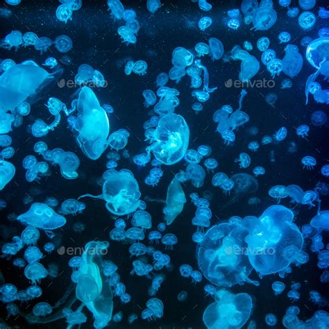 Jellyfish Moving Through Water Stock Photo By Byrdyak Photodune