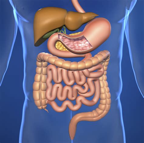 Digestive Systems Main Organs