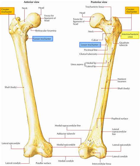 Trochanter Definition Greater And Lesser Trochanter Pain And Fracture