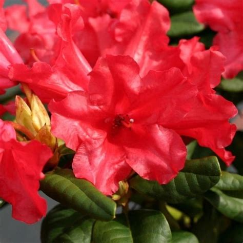 Rhododendron Scarlet Wonder Outdoor Garden Plants Free Uk Delivery
