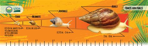 Florida's Battle To Eradicate The Giant African Land Snail Continues