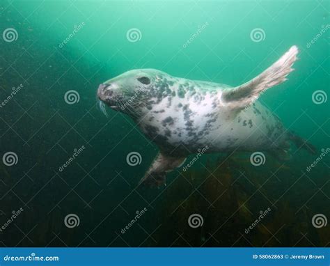 Being Buzzed By A Grey Seal 01 Stock Image Image Of Marine North