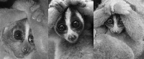 what is a slow loris everything you need to know about this cute but venomous primate bbc