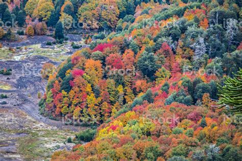Conguillio National Park Inside Forest During Autumn Season A Colorful Landscape With Fallen