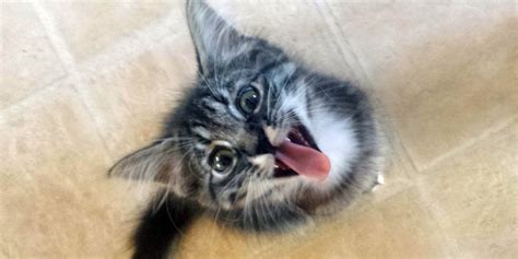 Your cat may want to kill you, study says