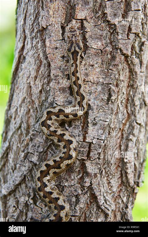 Snake Camouflage Hi Res Stock Photography And Images Alamy