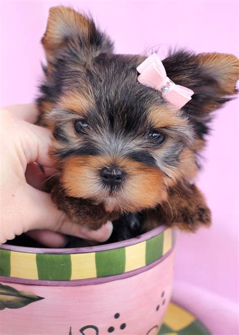 Adorable Teacup Yorkie Puppies For Sale Teacups Puppies And Boutique