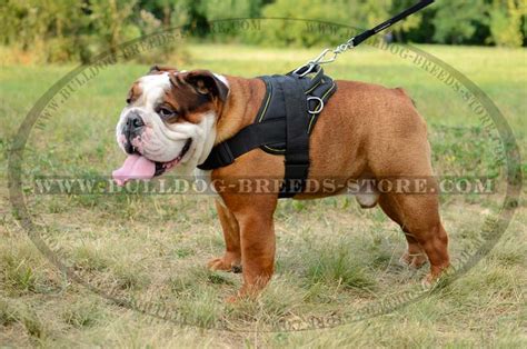 Pulling can also strain the spine and neck when going for walks. Get Lightweight Pulling Nylon Dog Harness | Bulldog Walking