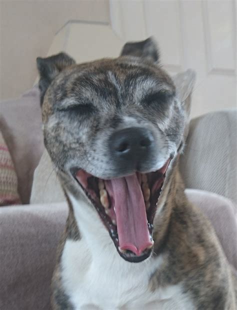 Yawning Dog Blank Template Imgflip