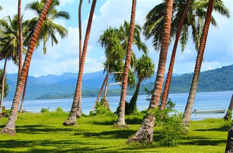 Coconut Palm Trees Sunshine And Freedom The Remote Resort Fiji