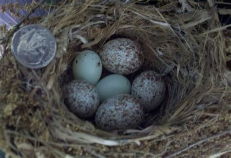 View 26 House Finch Sparrow Eggs And Nest Learnfewcolor