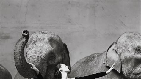 🥇 1955 Dior Dress Elephants Fashion Photography Wallpaper 43147