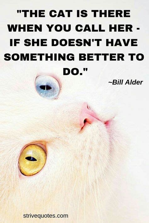25 Best Cat Quotes That Perfectly Describe Your Kitten