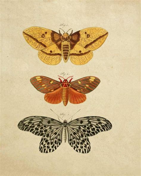 Butterfly Art Print Set Of 2 Vintage Butterfly Butterfly Etsy