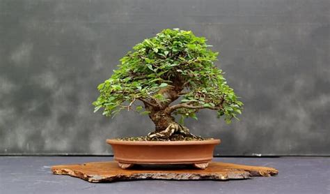 Top 20 Meaning Of A Bonsai Tree