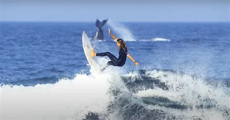 Photographer Captures Epic Moment Surfer And Whale Synchronize Transcom