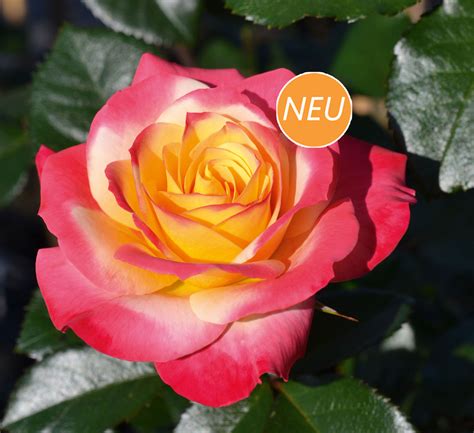 Róża Rabatowa Euphoria Róże ogrodowe Sklep Sobieszek producent