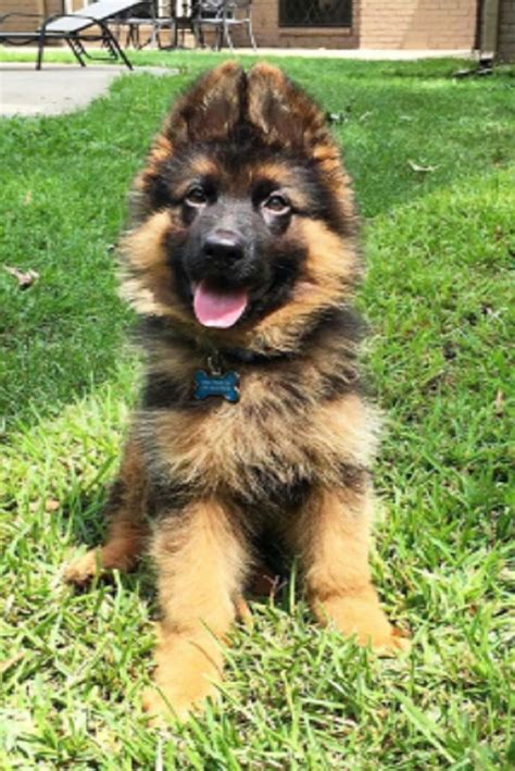 Do german sheperds like cats? Pin on Animals - GSD Pups