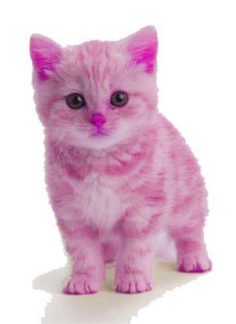 Pink Kitten So Ute Do You Think I Should Do It Tell Me By Commenting