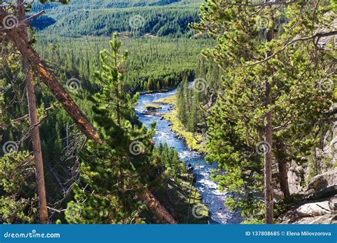 Forest Mountains Landscape Yellowstone National Park Stock Image